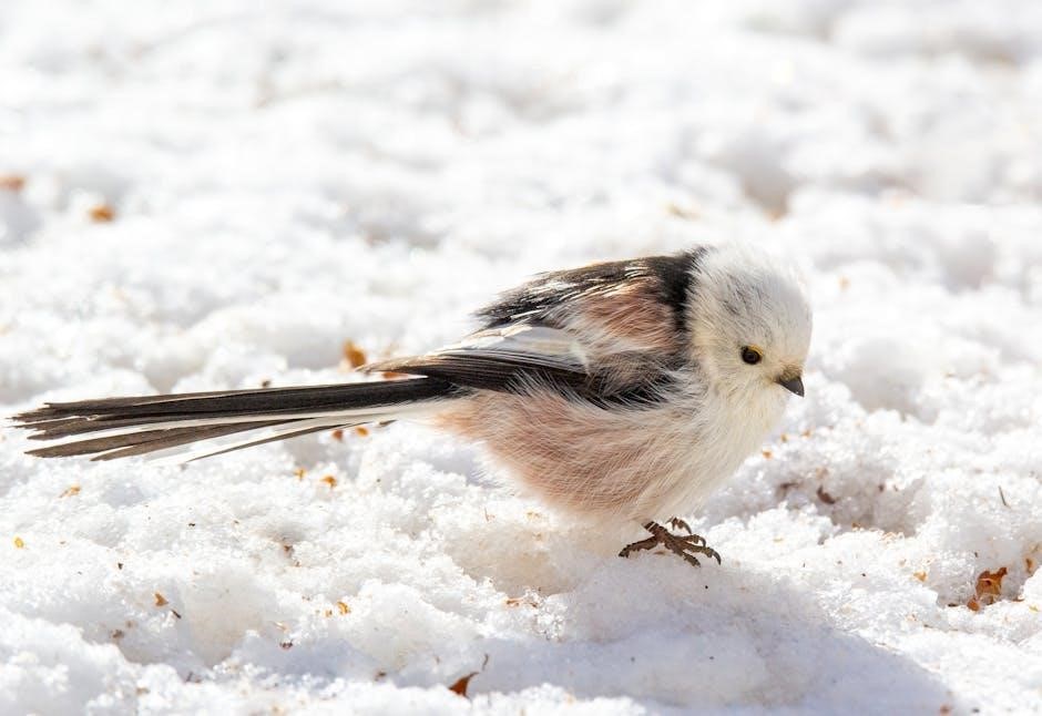 kaufman bird guide